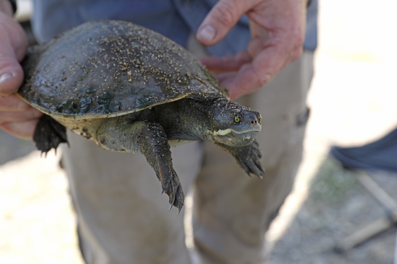 The hands of a scientist hold a freshwater turtle during PFAS testing. 