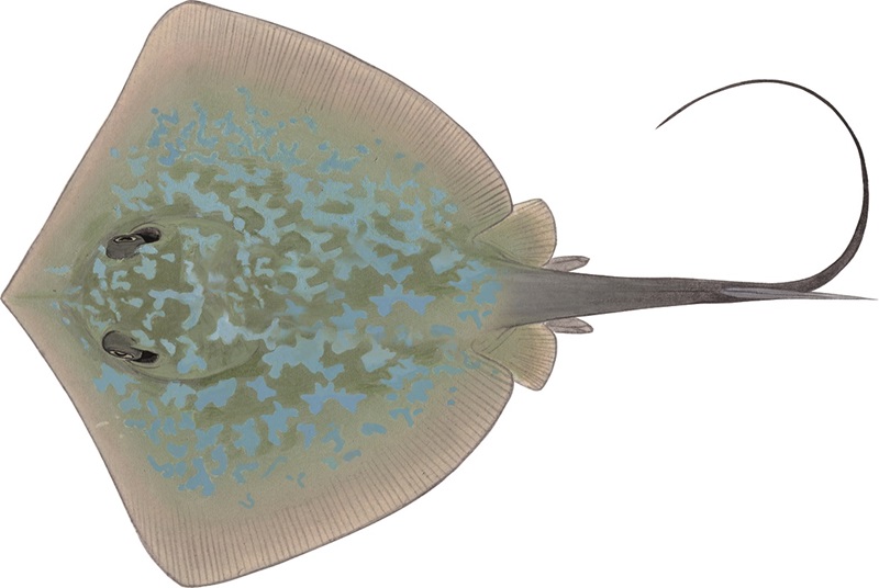 Painting of the upper side of a marbled stingray by artist Lindsay Marshall showing a greenish-grey ray with mottled light blue markings, a sharp sting and a medium length tail.