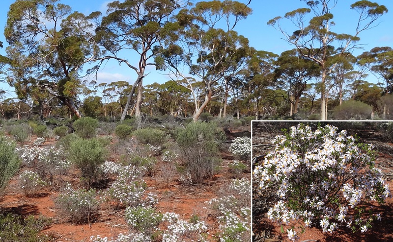 A landscape with woodland, shrubs with white flowers and red earth, with a close up of the white flowers inset