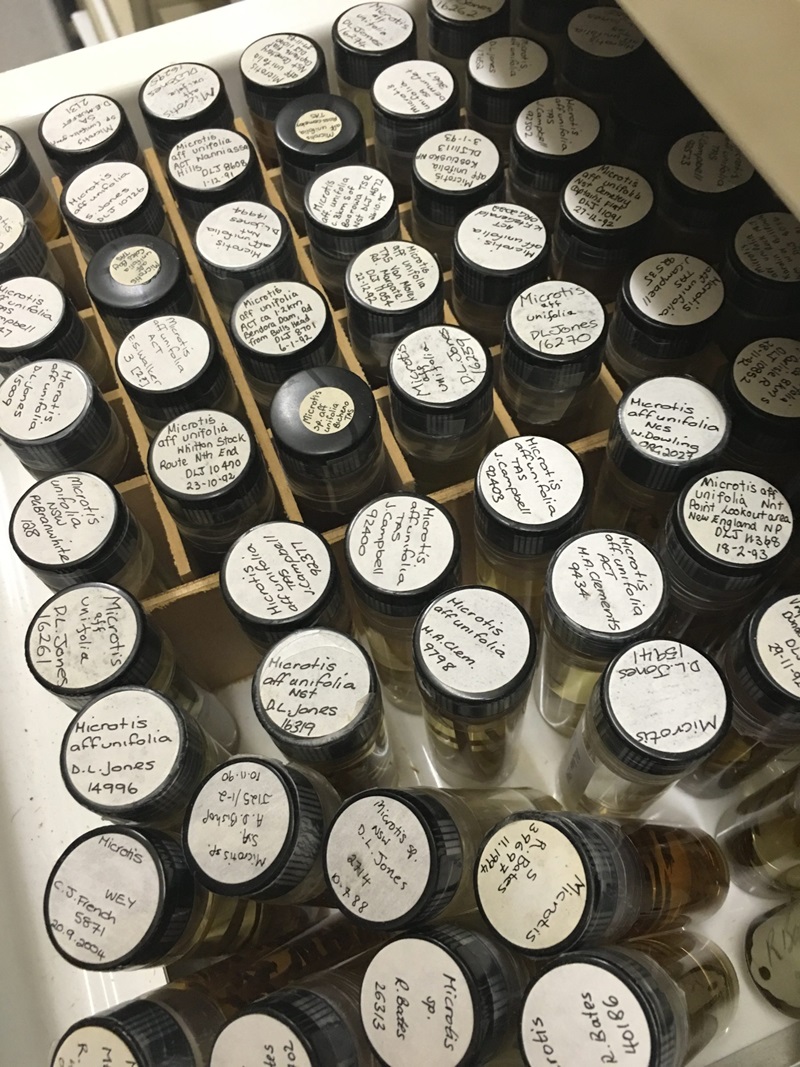 Around two dozen small glass vials containing orchid parts floating in alcohol.
