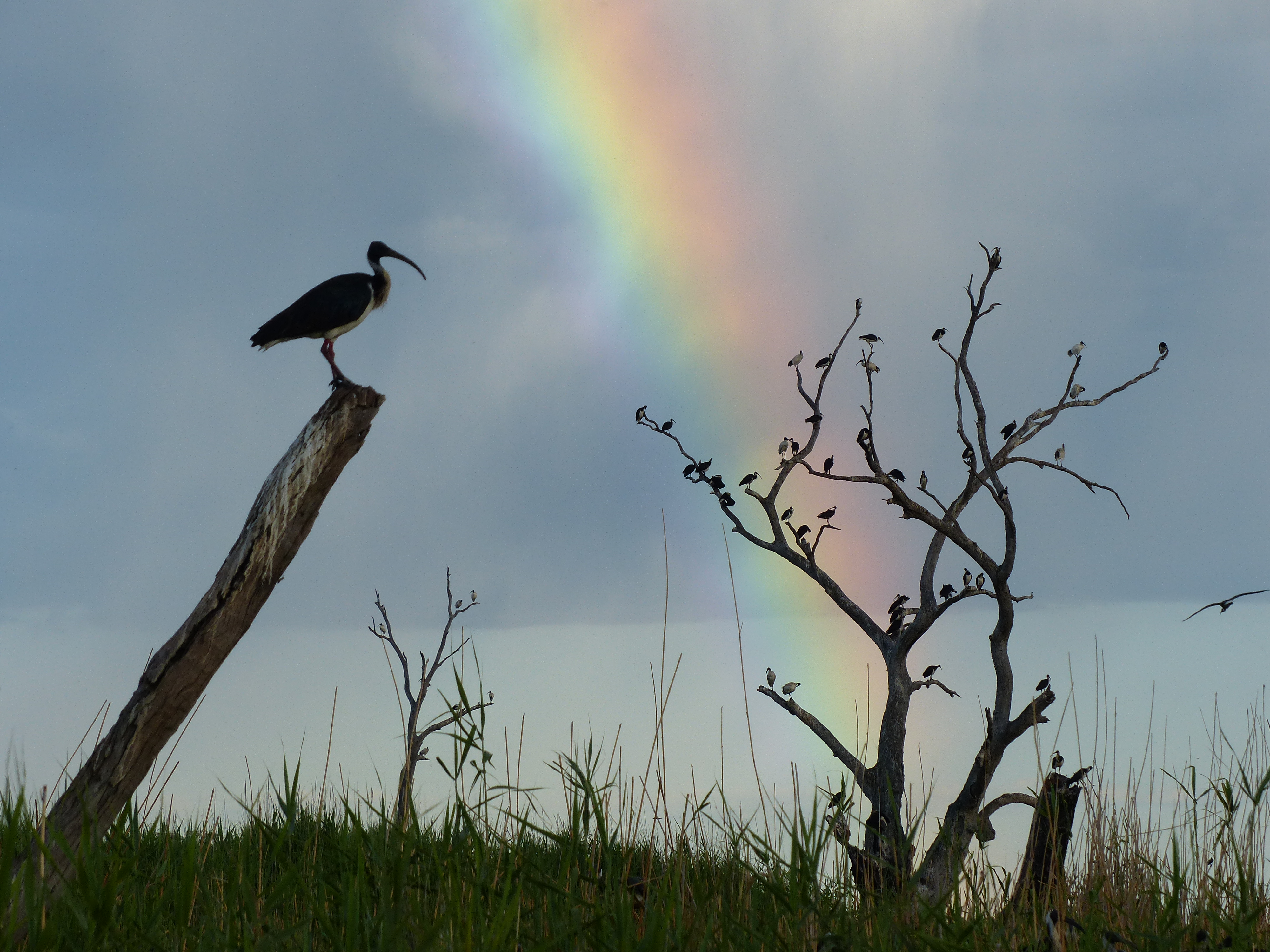 Water birds perched on trees against a sky backdrop featuring a rainbow in the Macquarie Marshes, NSW.