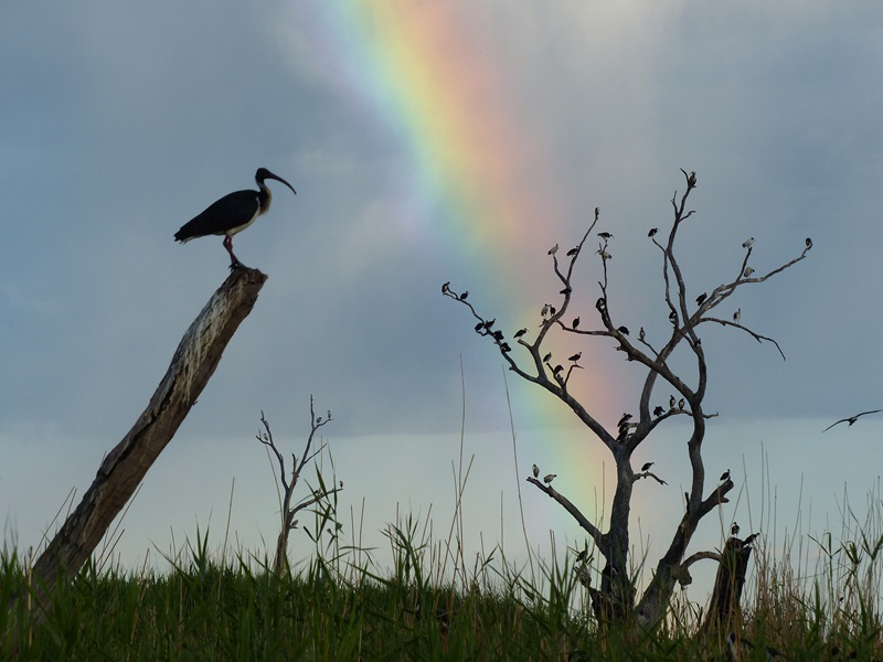 Water birds perched on trees against a sky backdrop featuring a rainbow in the Macquarie Marshes, NSW.