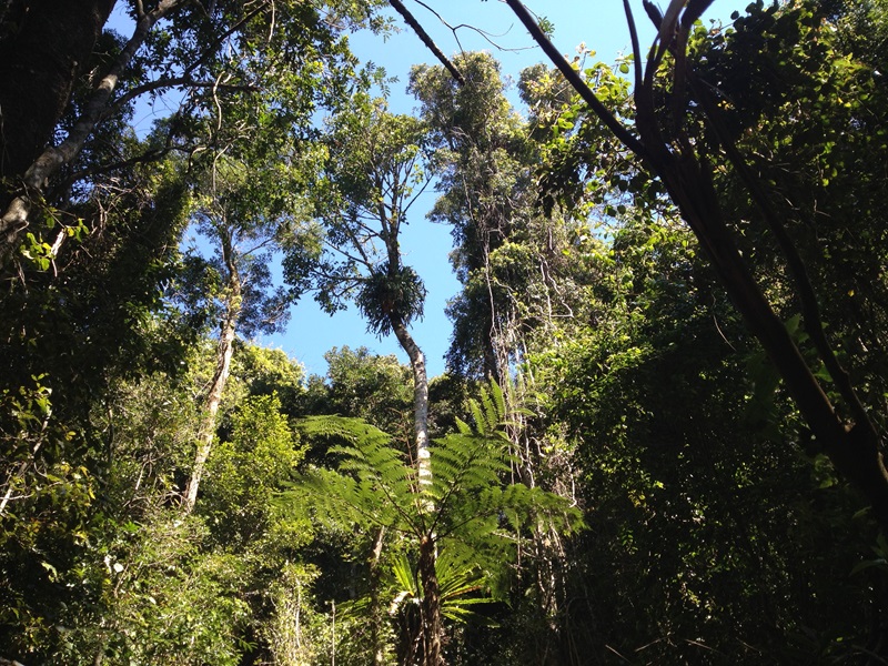 Looking upwards in an Australian forest