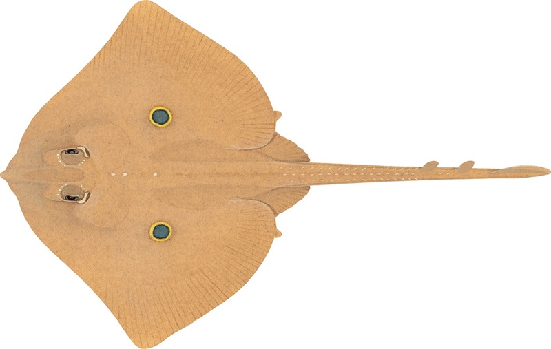 Painting of the upper side of a Raja parva skate by artist Lindsay Marshall showing a tan coloured ray with two eye like spots on its disc and a tail as long as its body.