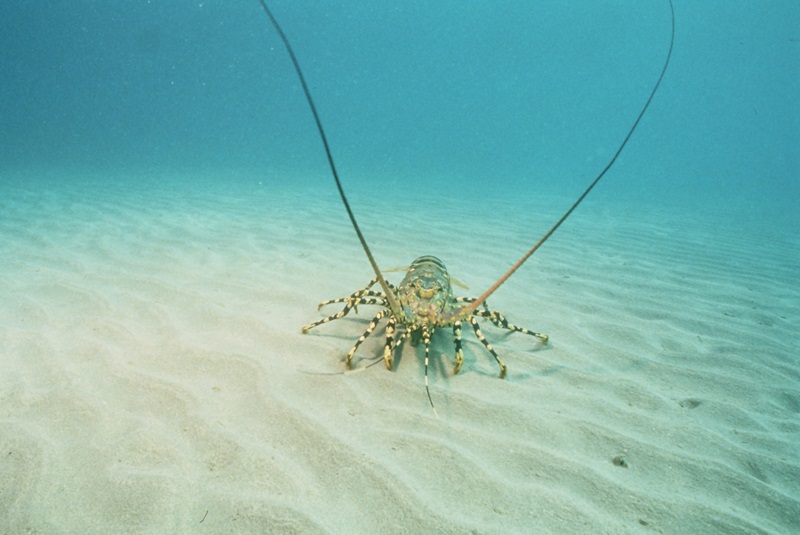 A tropical rock lobster underwater, standing on sand. 