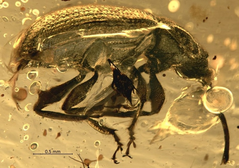 A high-resolution close-up of the weevil specimen, showing intricate details of the fossilised weevil and impurities in the amber which obscure the specimen.