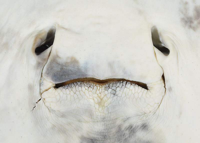 Close-up of the mouth and white underside of the newly named whipray.