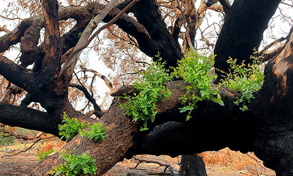 Preparing Australia for future extreme bushfire events - Vimarsana News
