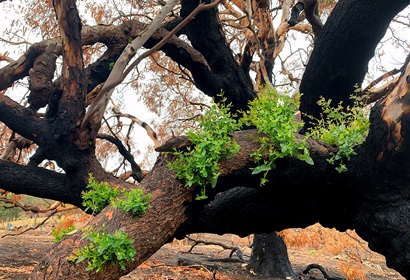 Regrowth in the Adelaide Hills