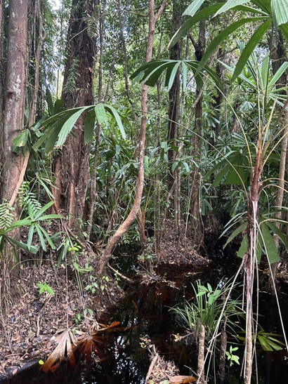 Closeup of an Indonesia peatland ecosystem