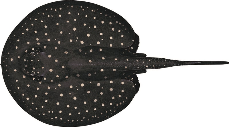 Painting of the upper side of a whiptail ray by artist Lindsay Marshall showing a black ray with small white spots and a short tail.