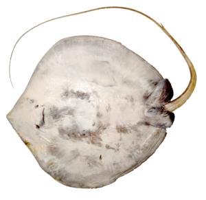 Underside of the newly described whipray.