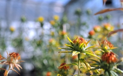 Safflowers plants in a glasshouse.