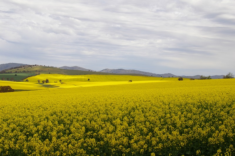 landscape photo of fields and hills covered in canola in full bright yellow bloom, under a grey-blue cloudy sky.