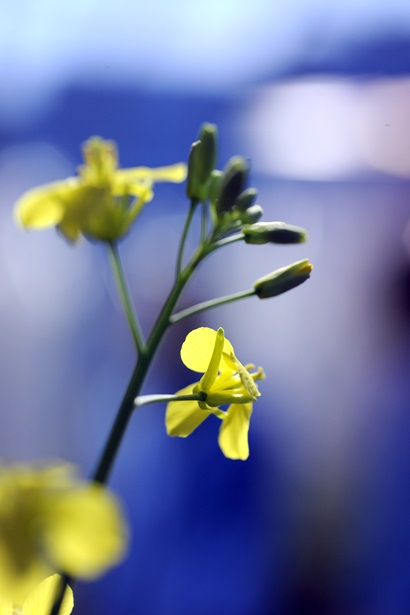 a stem of canola with a few open yellow flowers and green buds. The background is significantly blurred shades of blue and white.