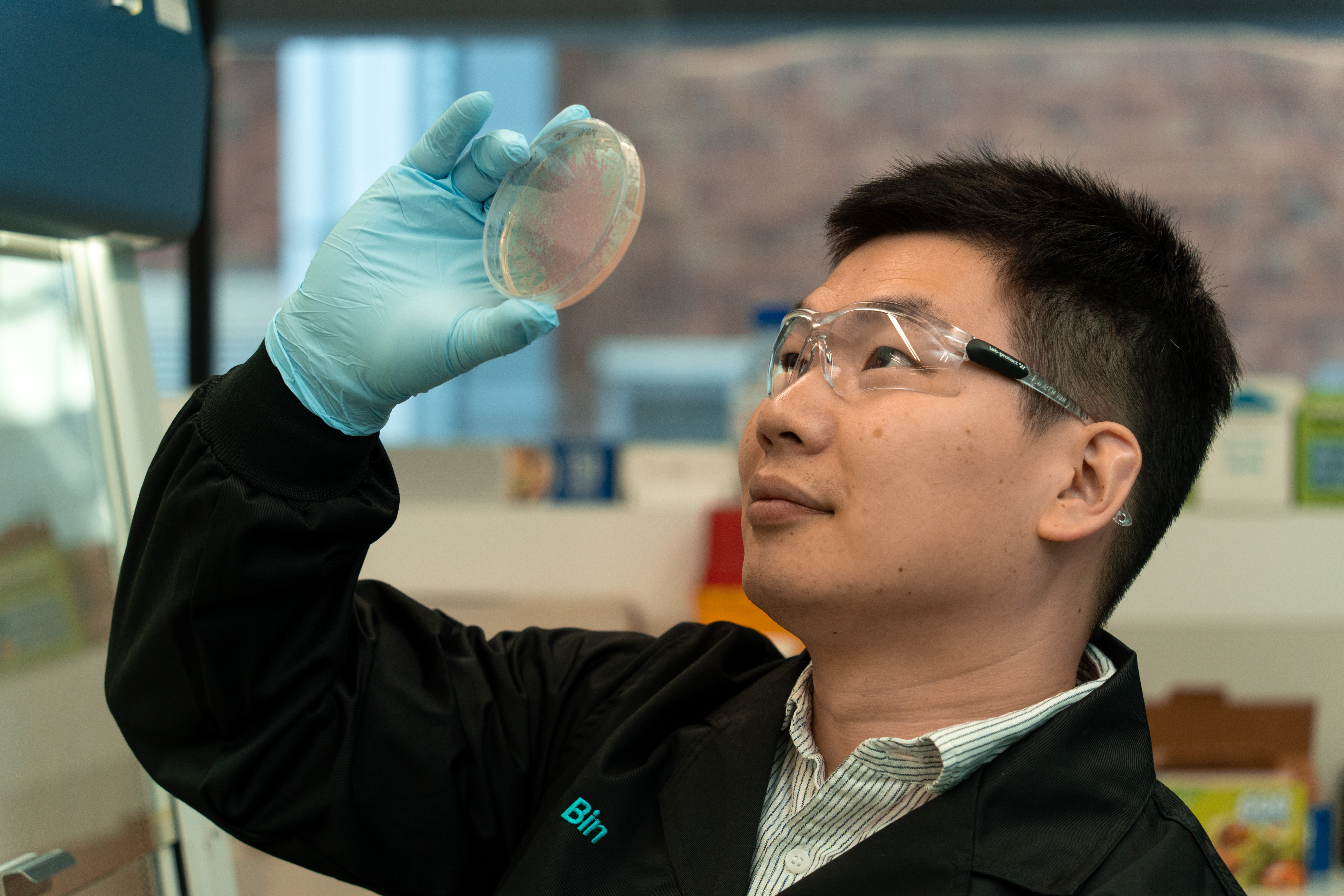 Person holding up a petri dish to look at Pichia yeast colonies. 
