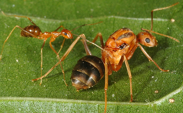 Yellow crazy ant queen and worker on a green leaf.