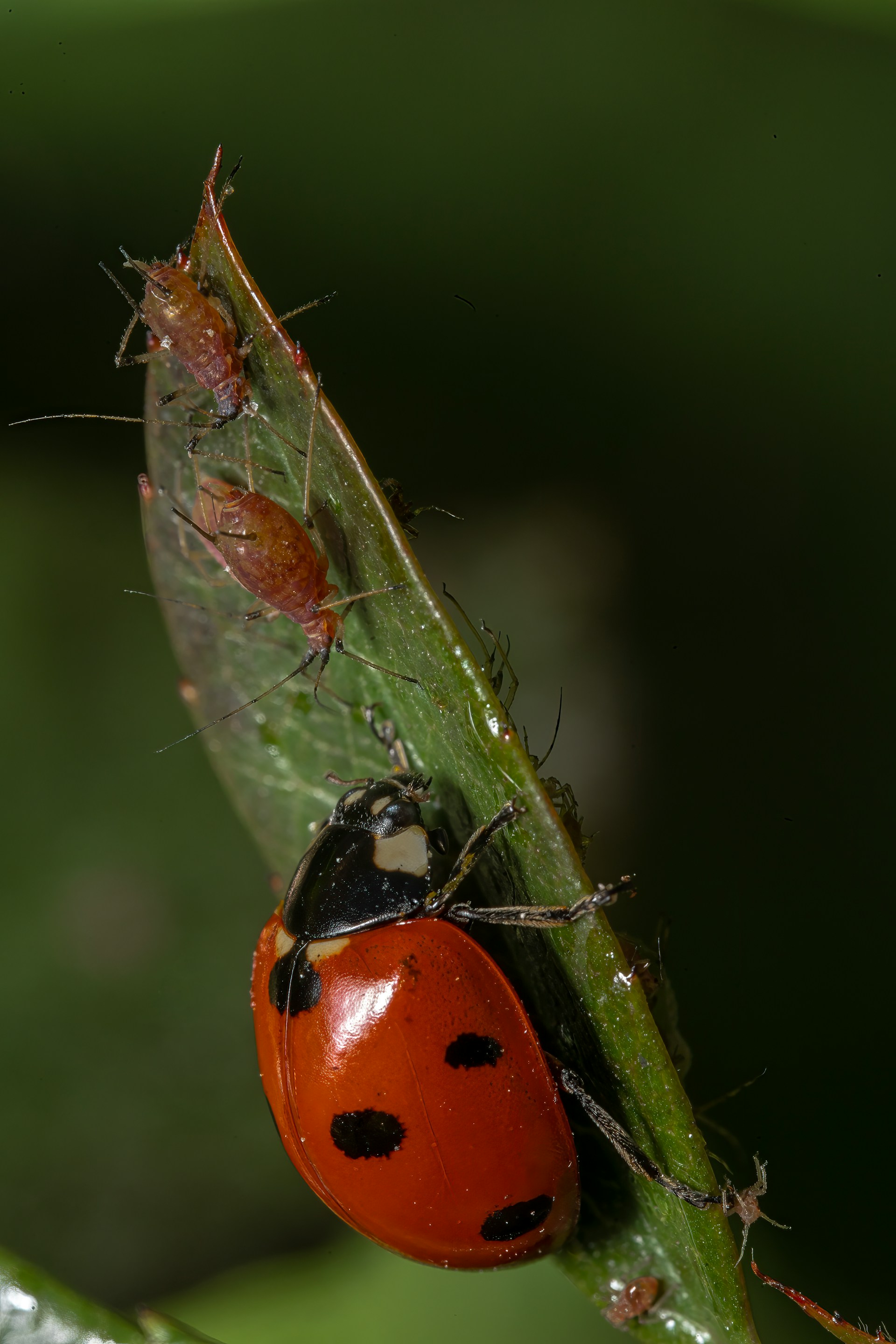 A ladybird beetle eating aphids