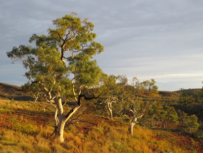 Snappy gum over hummock grassland, Karijini National Park