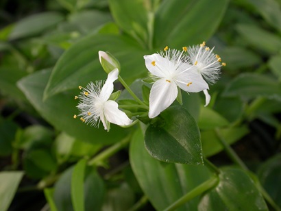 Close up picture of the white flower of the weed Wandering trad. 