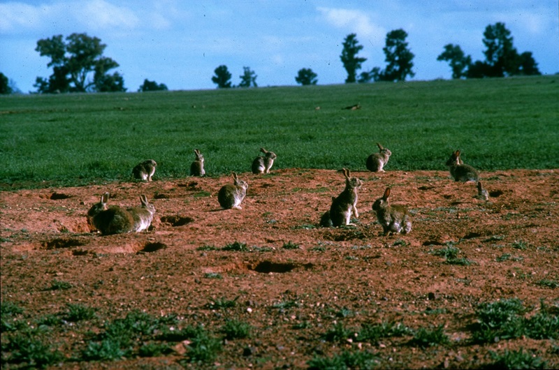 Rabbits in a field, eating the vegetation and leaving barren soil behind.