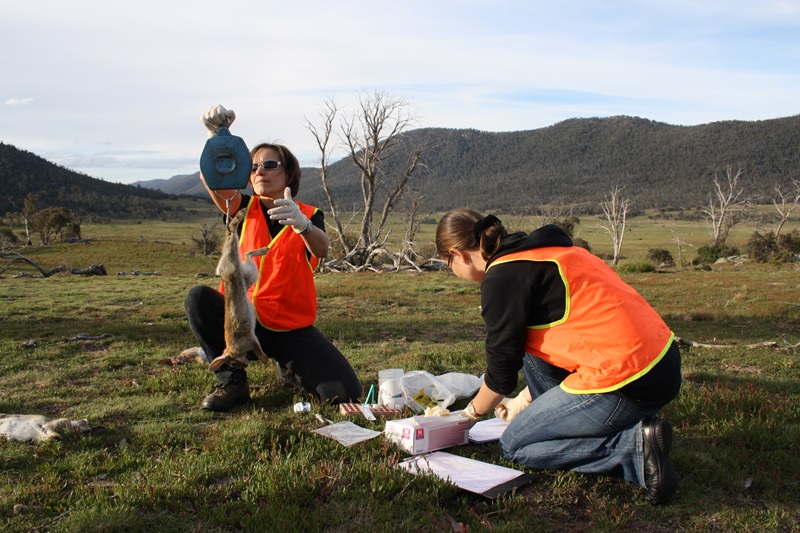 Two researchers in a field doing tests on rabbits in situ