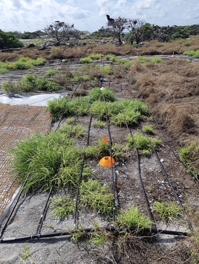 Irrigation pipes set up on dirt and grass patches.