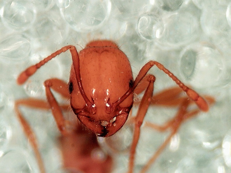 Red Ant looks at camera direction