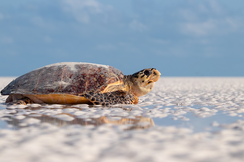 Turtle crawls along white sand under blue sky.