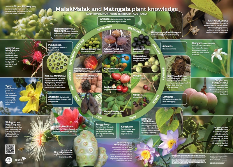 MalakMalak and Matngala plant knowledge calendar