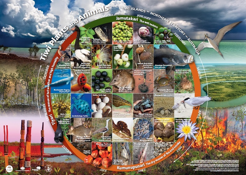 Tiwi plants and animals calendar