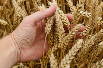 Hand holding wheat crop