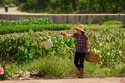 A woman is shown in the centre of the frame. She wears dark pants, a colourful check shirt and a woven hat. She carries to buckets of corn suspended on either end of a long bamboo pole. She walks along a dirt road in front of a field of corn.