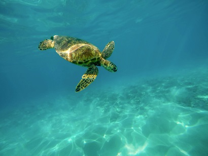 CSHOR Ocean Work and Research. Image of turtle. 