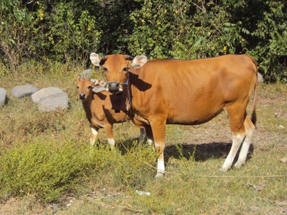 Cow and its calf in a field