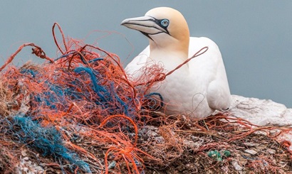 Bird in marine debris