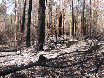 Trees burned in a forest, one has fallen