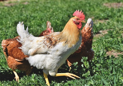 Chickens in field