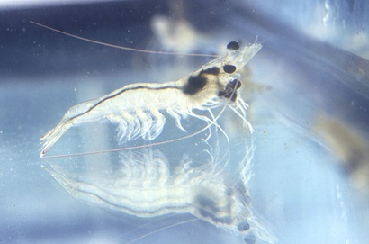 Whiteleg Shrimp