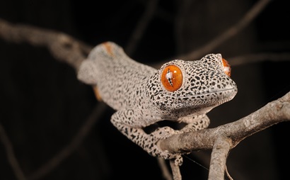 A black and white specked gecko with bright orange eyes