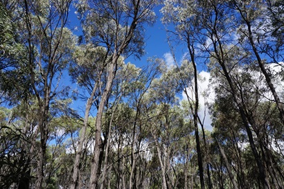 A stand of tall thin trees with greyish foliage
