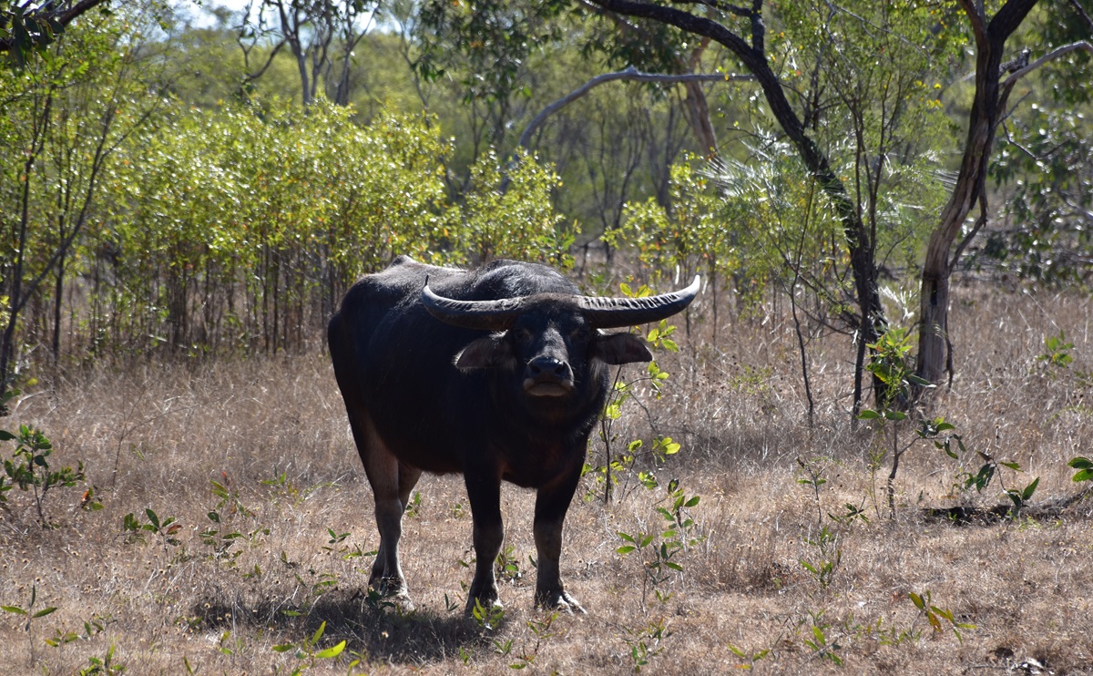 Tracking feral animals with sensor technology - CSIRO