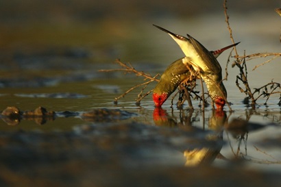 Two Star Finches stand on branch, dipping heads into water.