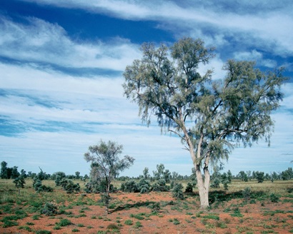 Two trees on a plain with red dirt and tufts of grass
