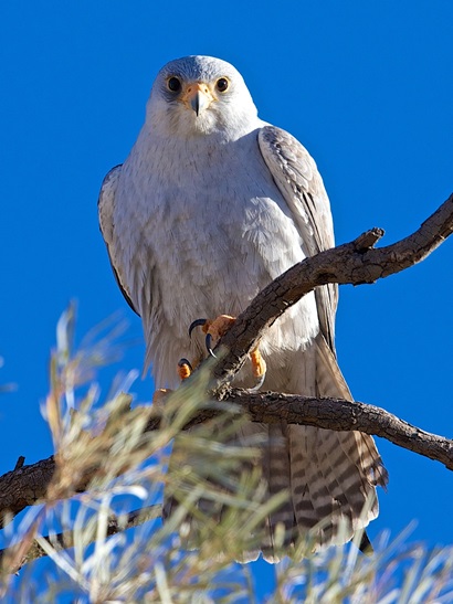 A grey bird of prey with yellow beak perched on a branch