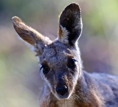 The face of a wallaby close up
