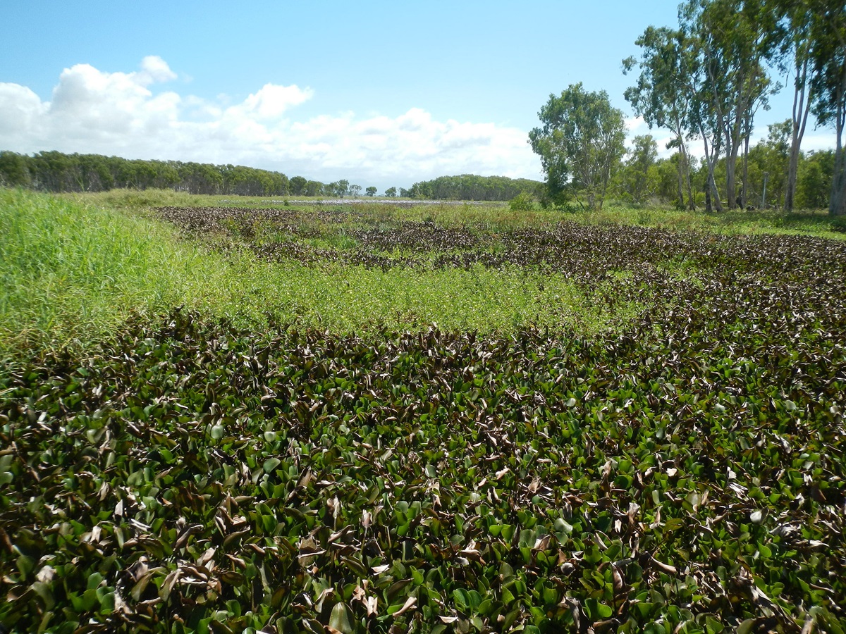 Biological control of weeds - CSIRO