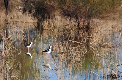 Two birds standing in water amongst wetland vegetation. 