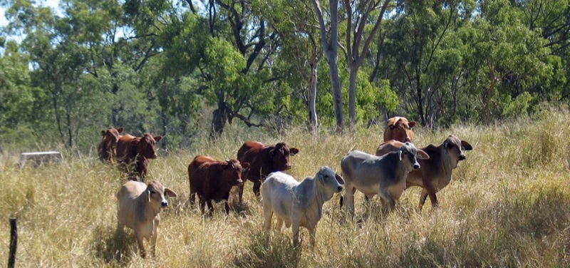 Cattle in a paddock