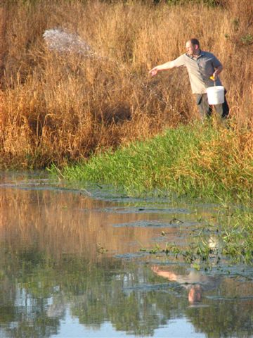 A man holding a bucket standing on the edge of a dam, casting de-contaminant across the water 